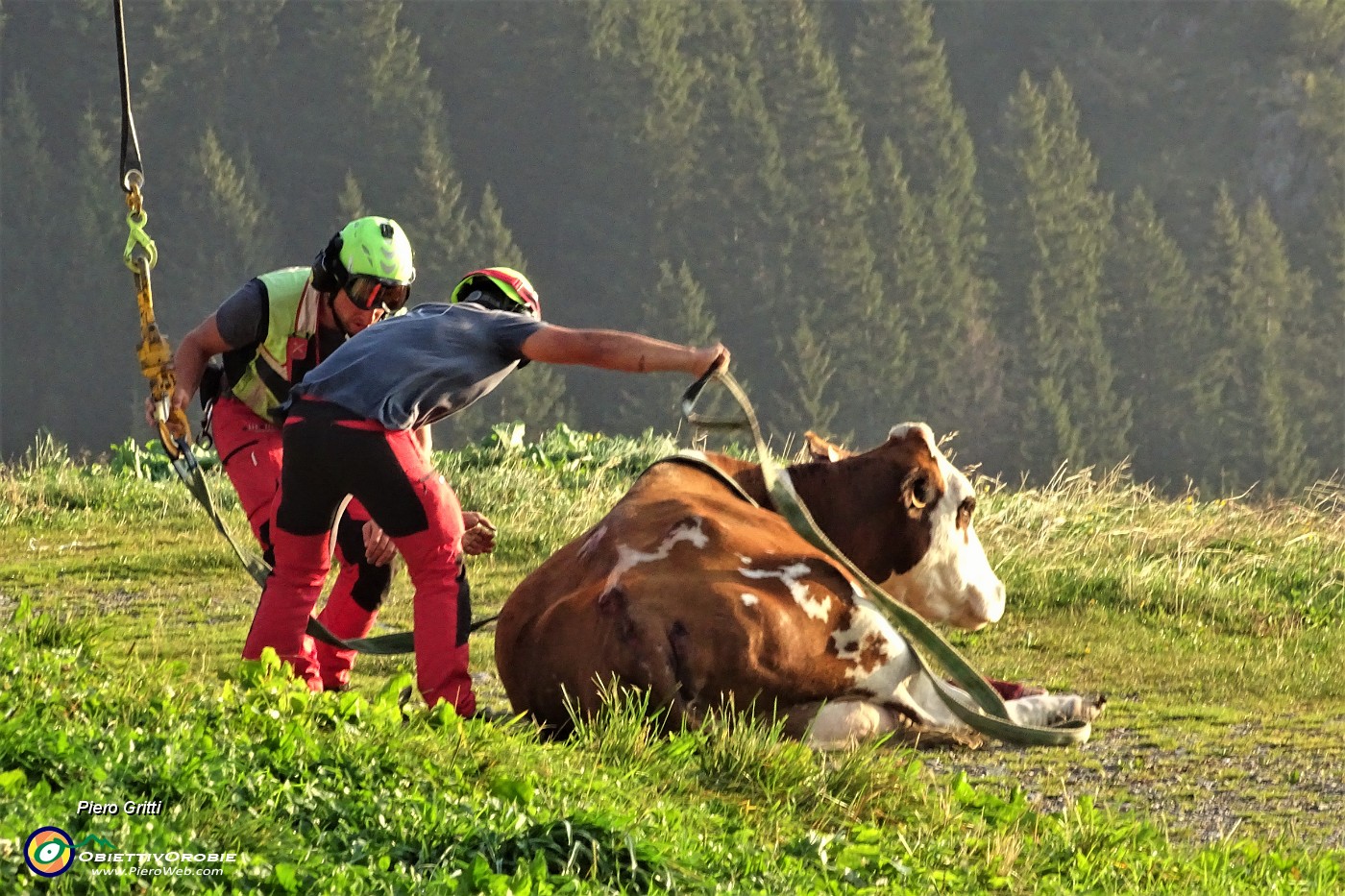 13 Elicottero scarica mucca...caduta e recuperata in un canale.JPG